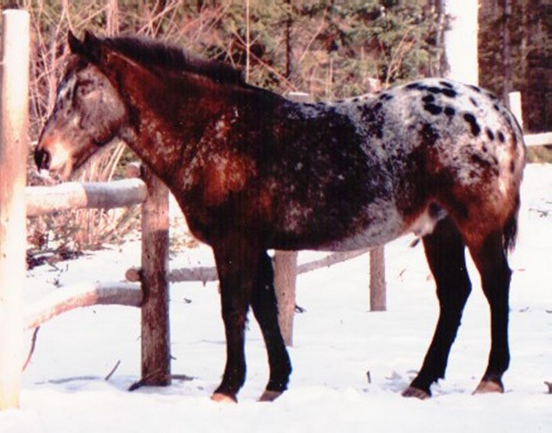 Scout in winter.